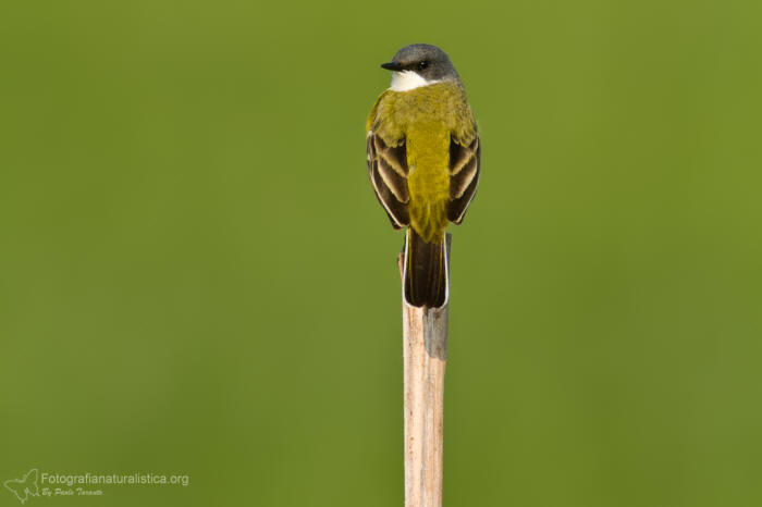 Cutrettola, Motacilla flava, Yellow Wagtail, lavandera boyera,  