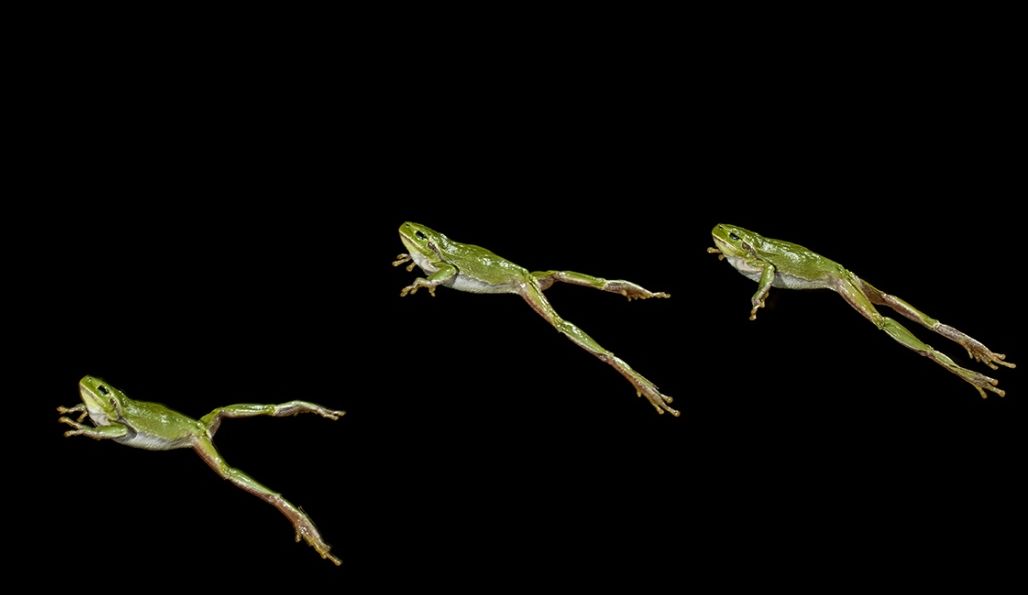 fotografia strobo, hi speed, strobo photography, jumping Raganella italiana, Hyla intermedia, Italian tree frog, Italienischer, Laubfrosch,  ranita italiana 