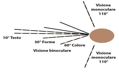 occhio umano angolo di visione binoculare monoculare