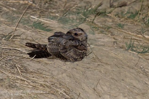 Succiacapre, Caprimulgus europaeus, nightjar, Ziegenmelker, chotacabras gris, chotacabras europeo,   Engoulevent d'Europe,