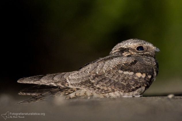 Succiacapre, Caprimulgus europaeus, nightjar, Ziegenmelker, chotacabras gris, chotacabras europeo,   Engoulevent d'Europe,