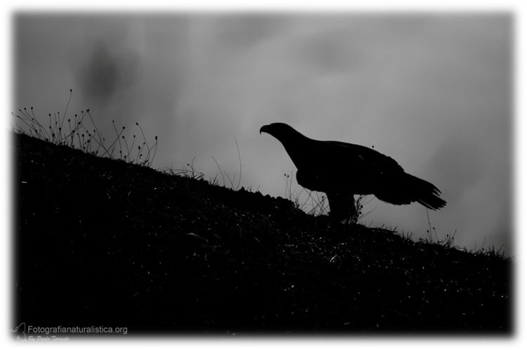 aquila reale, aquila chrysatos, golden eagle, Steinadler, águila real, Aigle royal