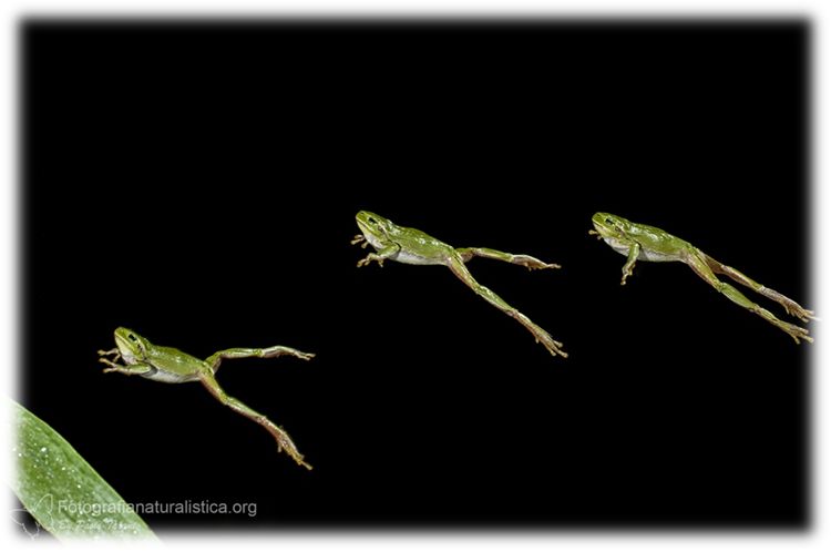 Raganella italiana, Hyla intermedia, Italian tree frog, Italienischer, Laubfrosch, ranita italiana