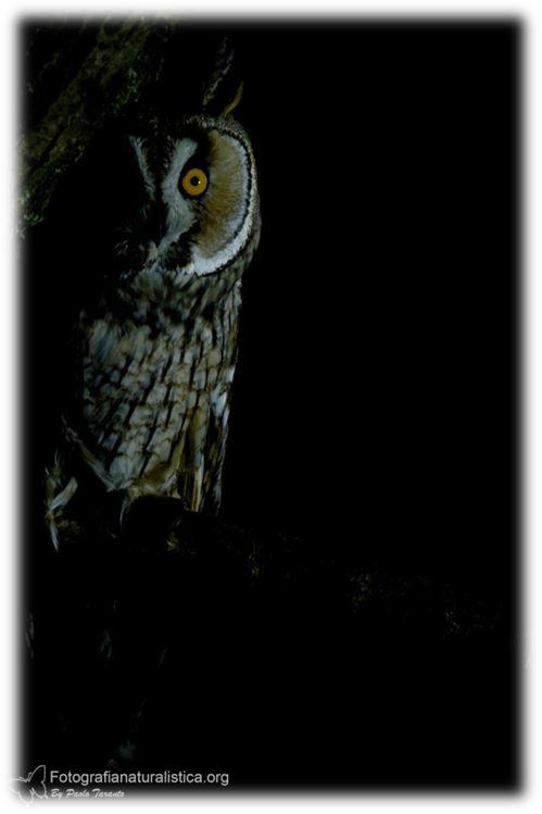 Gufo comune, asio otus, long eared owl, Waldohreule, búho chico, Hibou moyen-duc,