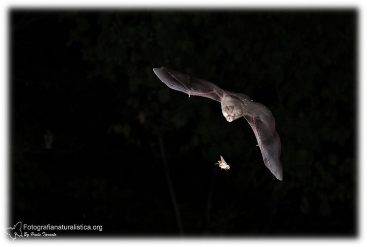 pipistrello caccia falena, chirottero in caccia, bat hunting moth, ferro di cavallo minore, Rhinolophus hipposideros, lesser horseshoe bat, murciélago pequeño de herradura, Kleine Hufeisennase, Petit rhinolophe fer à cheval