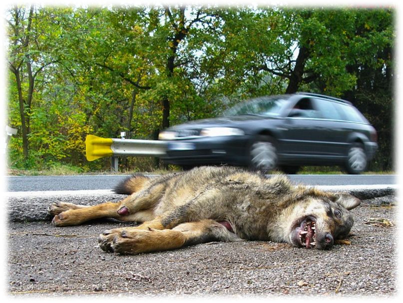 Lupo appenninico, Canis lupus italicus, appennine wolf, eurasian wolf, lobo europeo, lobo comun, Loup gris commun,