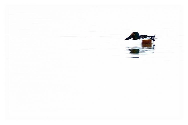 Mestolone, Anas clypeata, northern shoveler, cuchara comun, Löffelente canard souchet