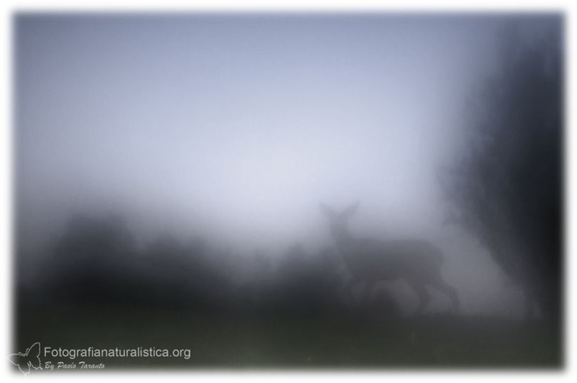 Capriolo, capreolus capreolus, roe deer, Reh, corzo, chevreuil.