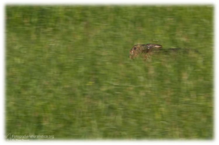 Lepre, lepus europaeus, lievre, feldhase, lièvre d'Europe, European Hare