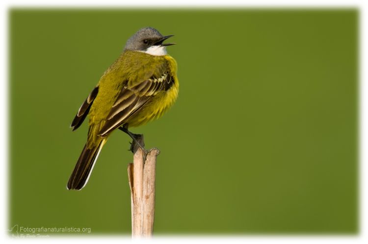 Cutrettola, Motacilla flava, Yellow Wagtail, lavandera boyera,