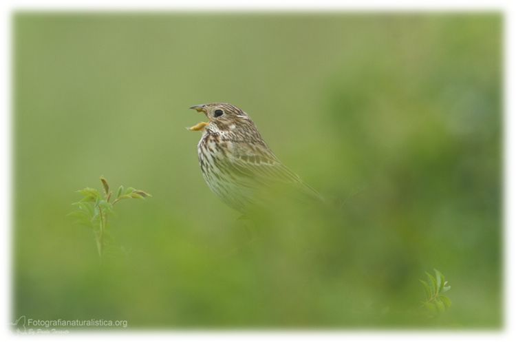 Strillozzo, Miliaria calandra, corn bunting, escribano triguero,
