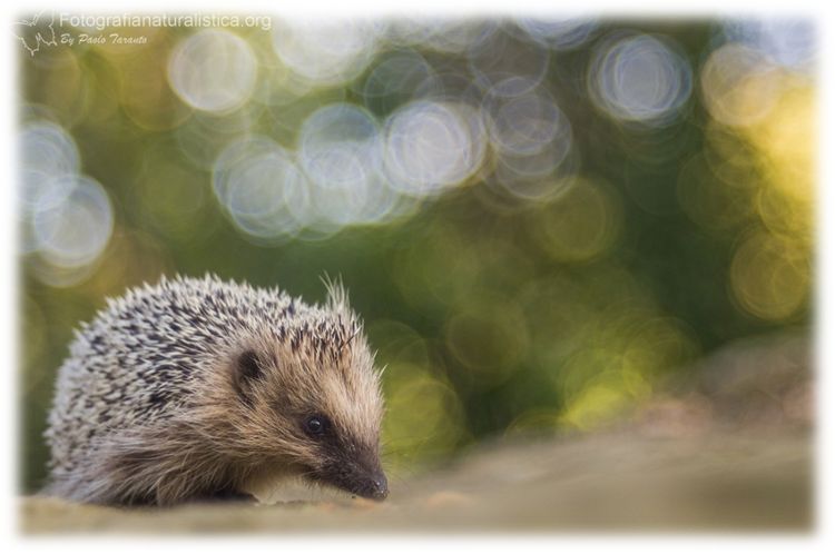 Riccio, Erinaceus europaeus, herisson commun, braunbrustig,, erizo, european, hedgehog,