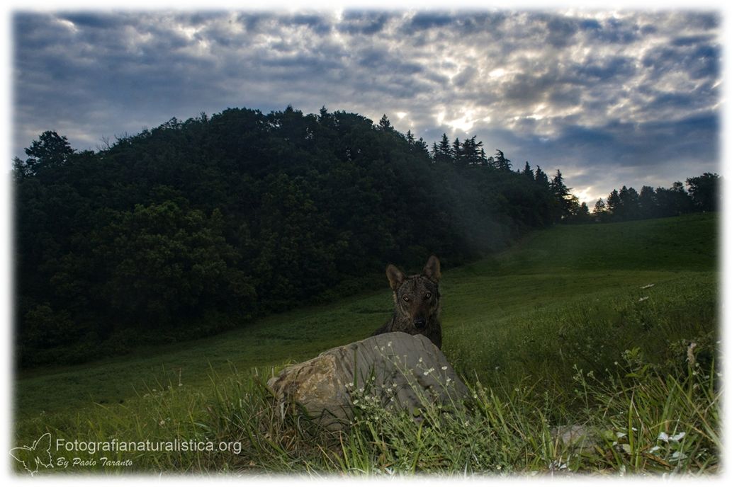 Lupo appenninico, Canis lupus italicus, appennine wolf, eurasian wolf, lobo europeo, lobo comun, Loup gris commun,