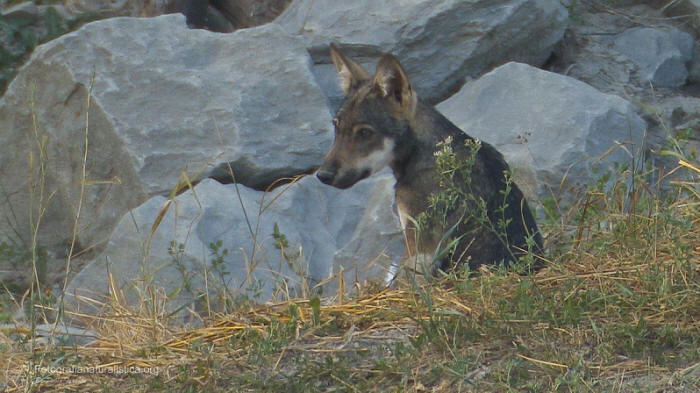 cucciolo Lupo appenninico, Canis lupus italicus, appennine wolf, eurasian wolf, lobo europeo, lobo comun, Loup gris commun,  