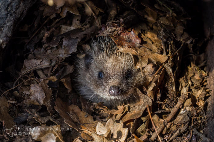 Riccio, Erinaceus europaeus, herisson commun, braunbrustig,, erizo, european, hedgehog,