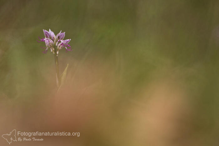 Orchidea scimmia, orchis simia, monkey orchid, Affen-Knabenkraut, orchis singe, 