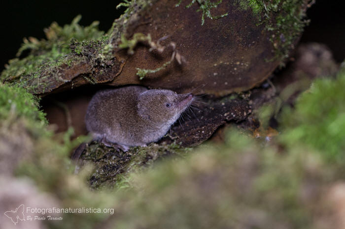 Toporagno appenninico, Sorex samniticus, Apennine shrew,  Musaraigne des apennins, 