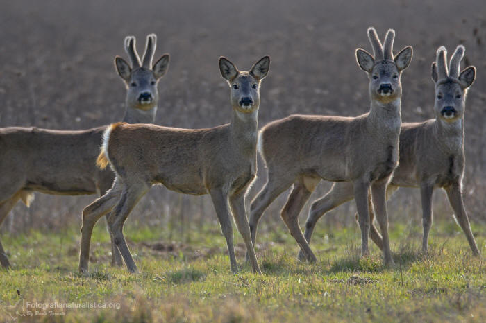 Capriolo, capreolus capreolus, roe deer, Reh, corzo, chevreuil. 