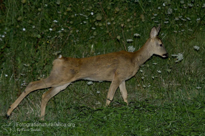 Capriolo, capreolus capreolus, roe deer, Reh, corzo, chevreuil. 