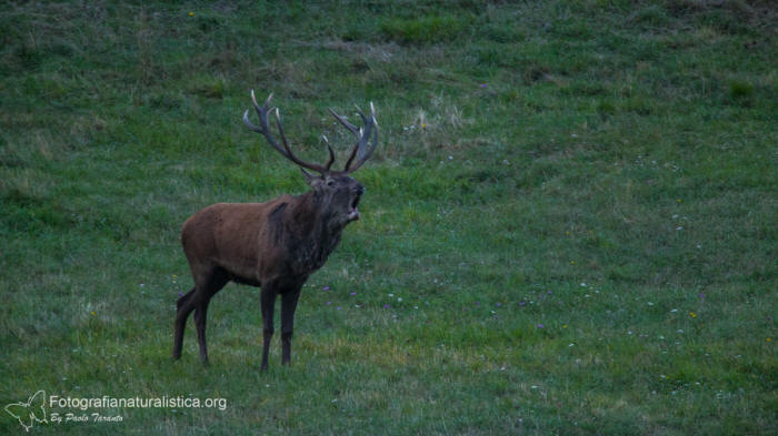Cervo, cervus elaphus, red deer, ciervo cerf, elaphe rothirsch,