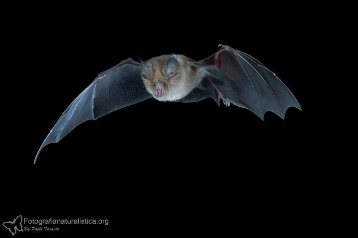 Ferro di cavallo maggiore, horseshoe bat, Groe Hufeisennase, murcilago grande de herradura, Grand rhinolophe fer a cheval 