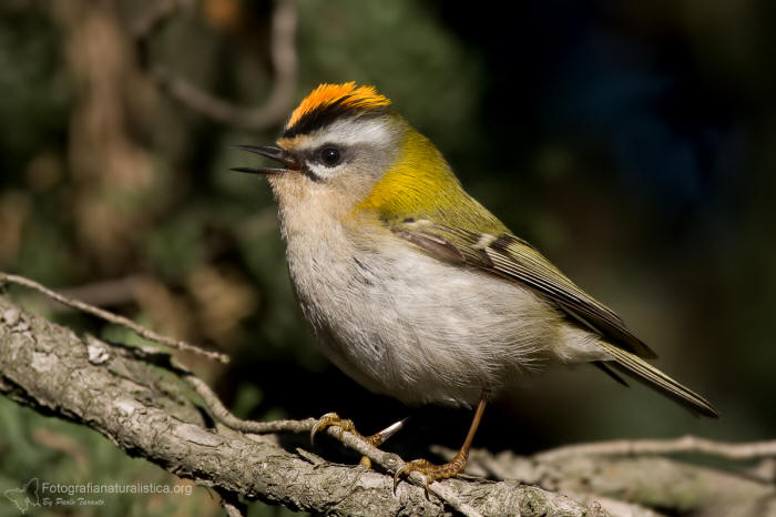 Fiorrancino, regulus ignicapillus, firecrest Sommergoldhhnchen, reyezuelo listado, Roitelet  triple bandeau