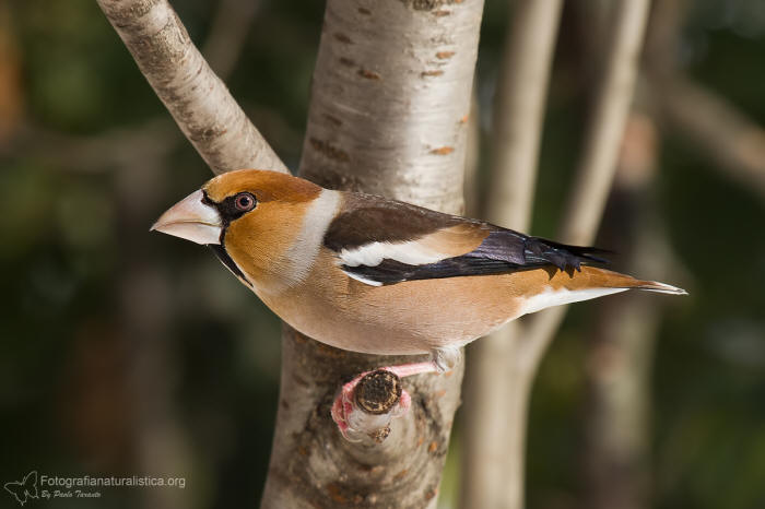 Frosone, Coccothraustes coccothraustes, Kernbeier, Gros-bec, casse-noyaux, pipitero comun, 