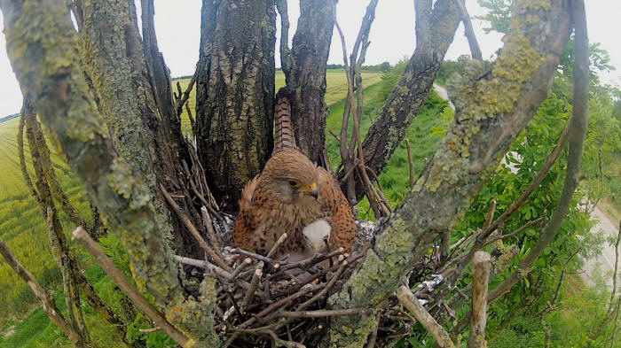 gheppio, gheppio europeo, common kestrel, eurasian kestrel,  turmfalke, cernicalo vulgar, faucon crecerelle 