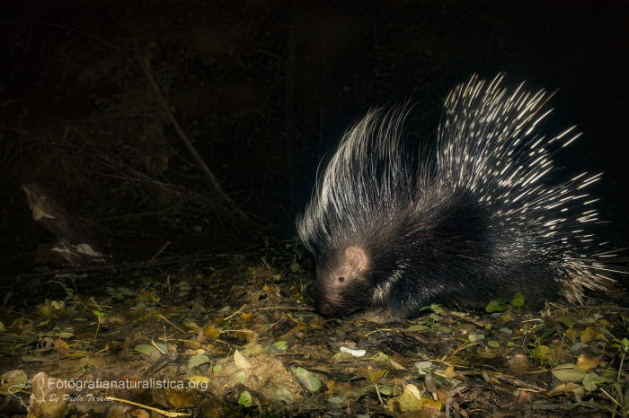 Istrice, hystrix cristata, crested porcupine,   puercoespn crestado, Gewhnliche Stachelschwein, Porc-pic  crte,  