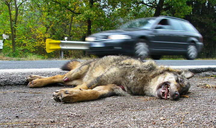 lupo, incidenti stradali, canis lupus, wolf, road kill, 