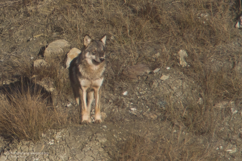Lupo appenninico, Canis lupus italicus, appennine wolf, eurasian wolf, lobo europeo, lobo comun, Loup gris commun,  