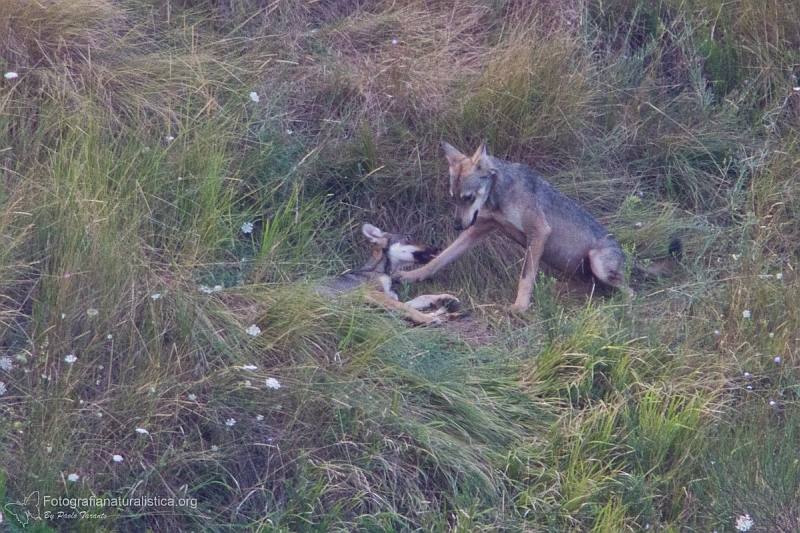 Lupo appenninico, Canis lupus italicus, appennine wolf, eurasian wolf, lobo europeo, lobo comun, Loup gris commun,  