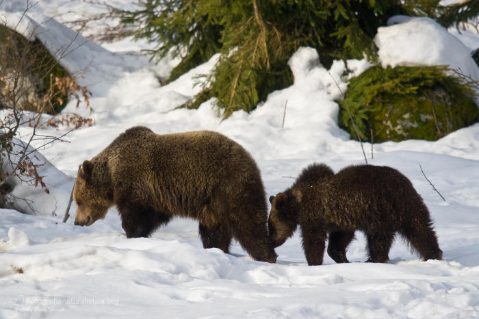 Orso bruno, ursus arctos, ours brun, braunbar, oso pardo, brown bear