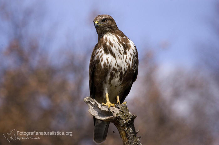 poiana comune, buteo buteo, rato nero, Musebussard, Buse variable 