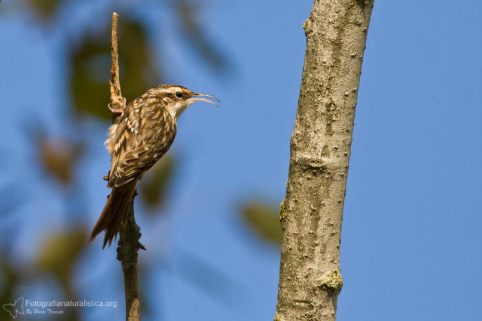 rampichino, certhia brachydactyla, short toed tree creeper, agateador comn, Grimpereau des jardins, 