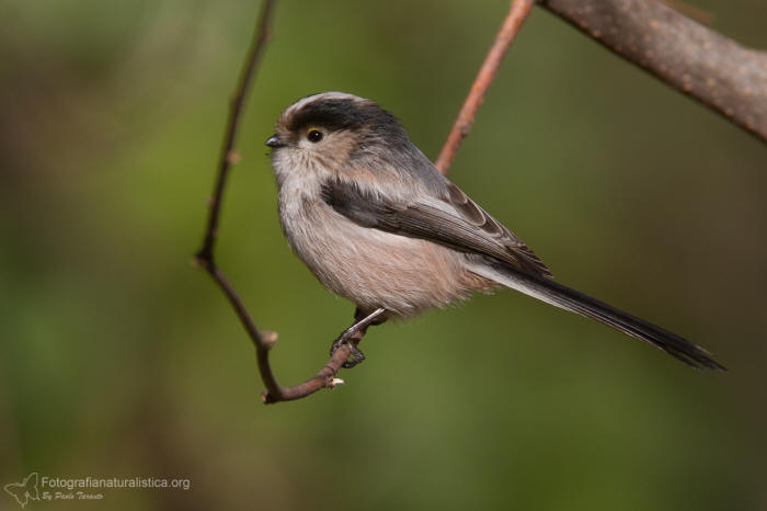 Codibugnolo, Aegithalos caudatus, Long-tailed Tit, Long-tailed Bushtit, Long-tailed Bushtit, mito "Msange  longue queue