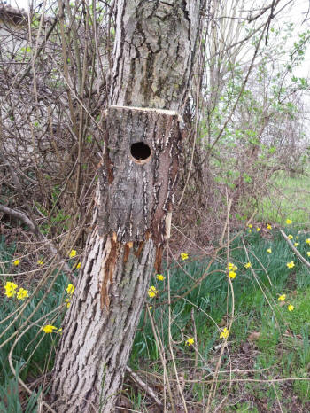 nido artificiale, fotografia naturalistica, bird gardening, assiolo, otus scops, 