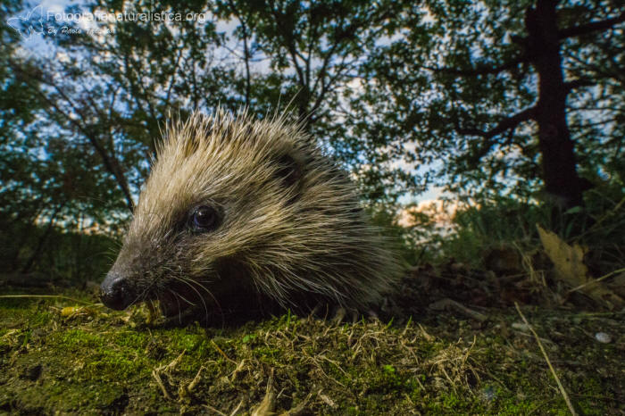 Riccio, Erinaceus europaeus, herisson commun, braunbrustig,, erizo, european, hedgehog,