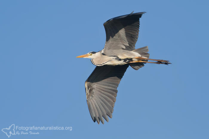 Airone cenerino, ardea cinerea, gray heron, graureiher, garza real, heron cendre