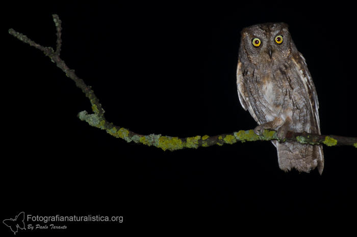 assiolo, otus scops, scops owl, Petit duc-scops, Autillo europeo, Zwergohreule,