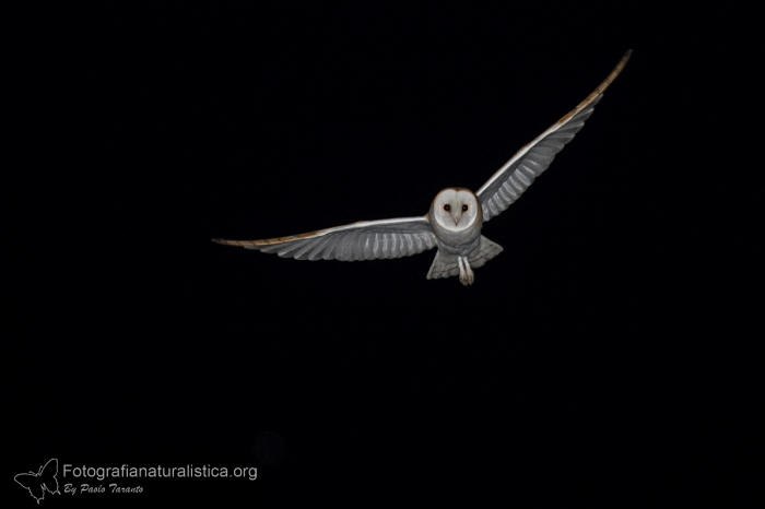 Barbagianni, tyto alba, barn owl, Schleiereule, lechuza comn, Effraie des clochers 