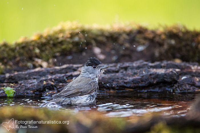 Capinera, sylvia atricapilla, blackcap, Mnchsgrasmcke, curruca capirotada, Fauvette  tte noire 