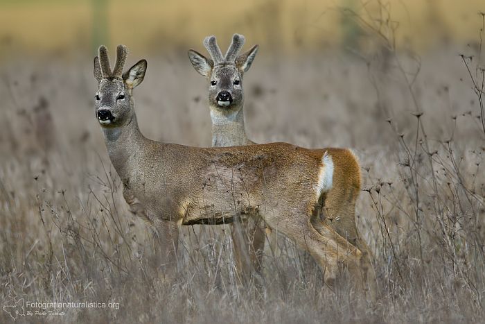 Capriolo, capreolus capreolus, roe deer, Reh, corzo, chevreuil. 