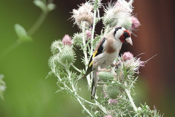 Cardellino, carduelis carduelis, jilguero, goldfinch, stieglitz, Chardonneret lgant