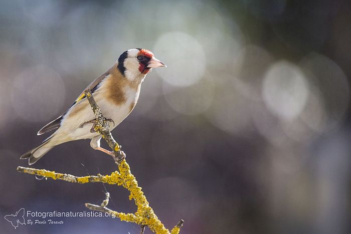 Cardellino, carduelis carduelis, jilguero, goldfinch, stieglitz, Chardonneret lgant