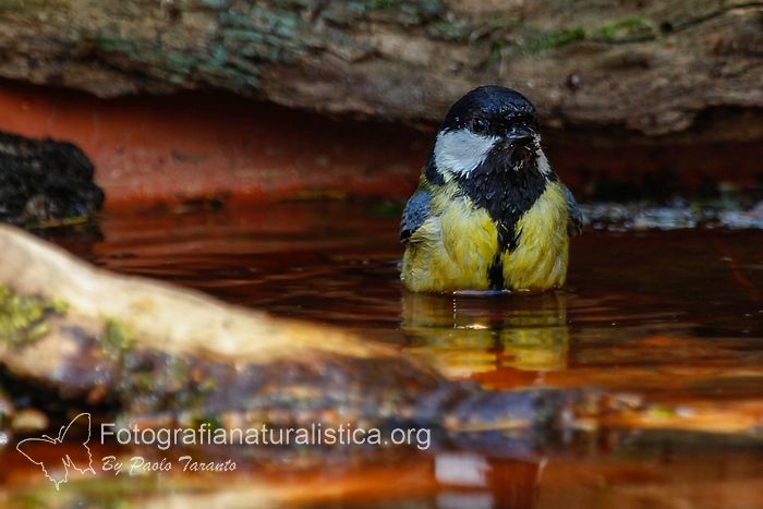 Cinciallegra, parus major, great tit, Kohlmeise, carbonero común, Mésange charbonnière
