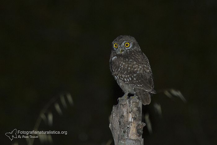 civetta_comune_athene_noctua_little_owl_steinkauz_mochuelo_europeo_cheveche_