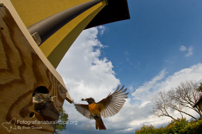 Codirosso, Phoenicurus phoenicurus, common redstart, Gartenrotschwanz, Rougequeue  front blanc 