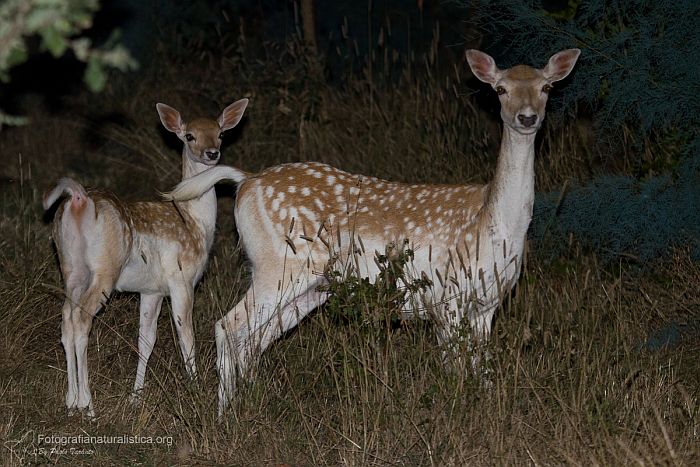 daino, dama dama, fallow deer, Damhirsch, gamo comn, Daim europen