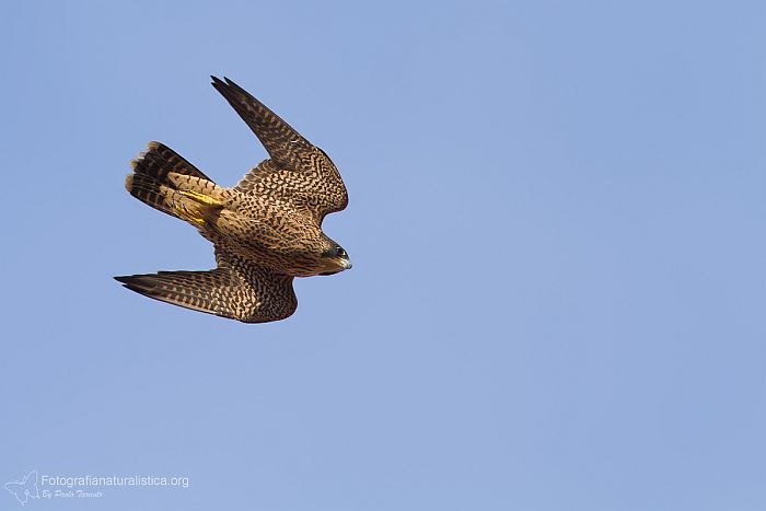 falco pellegrino, falco peregrinus,  brookei , peregrine falcon, Wanderfalke, halcn peregrino, Faucon plerin,